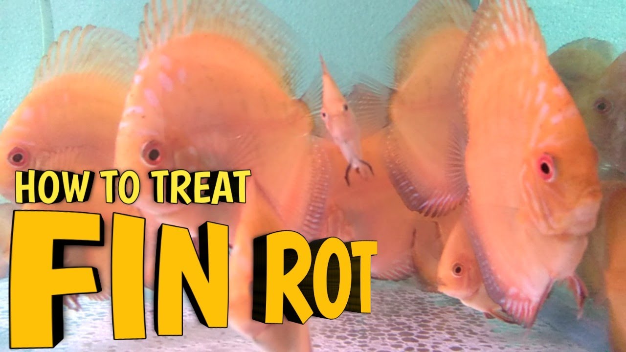 Discus Fin Rot | Fin Rot treatment | How to treat Fin Rot in Discus | Disease & Treatment Part 2