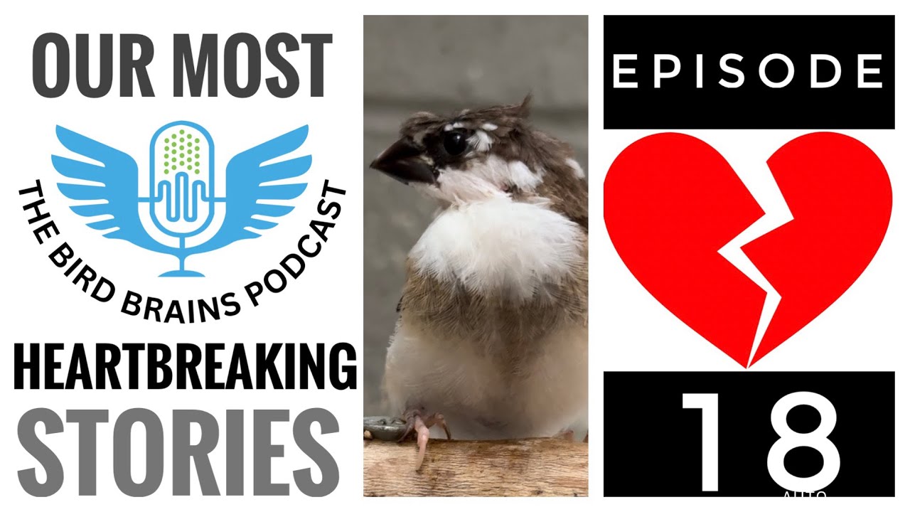 Our Most Heartbreaking Stories! The Bird Brains Podcast EP 18
