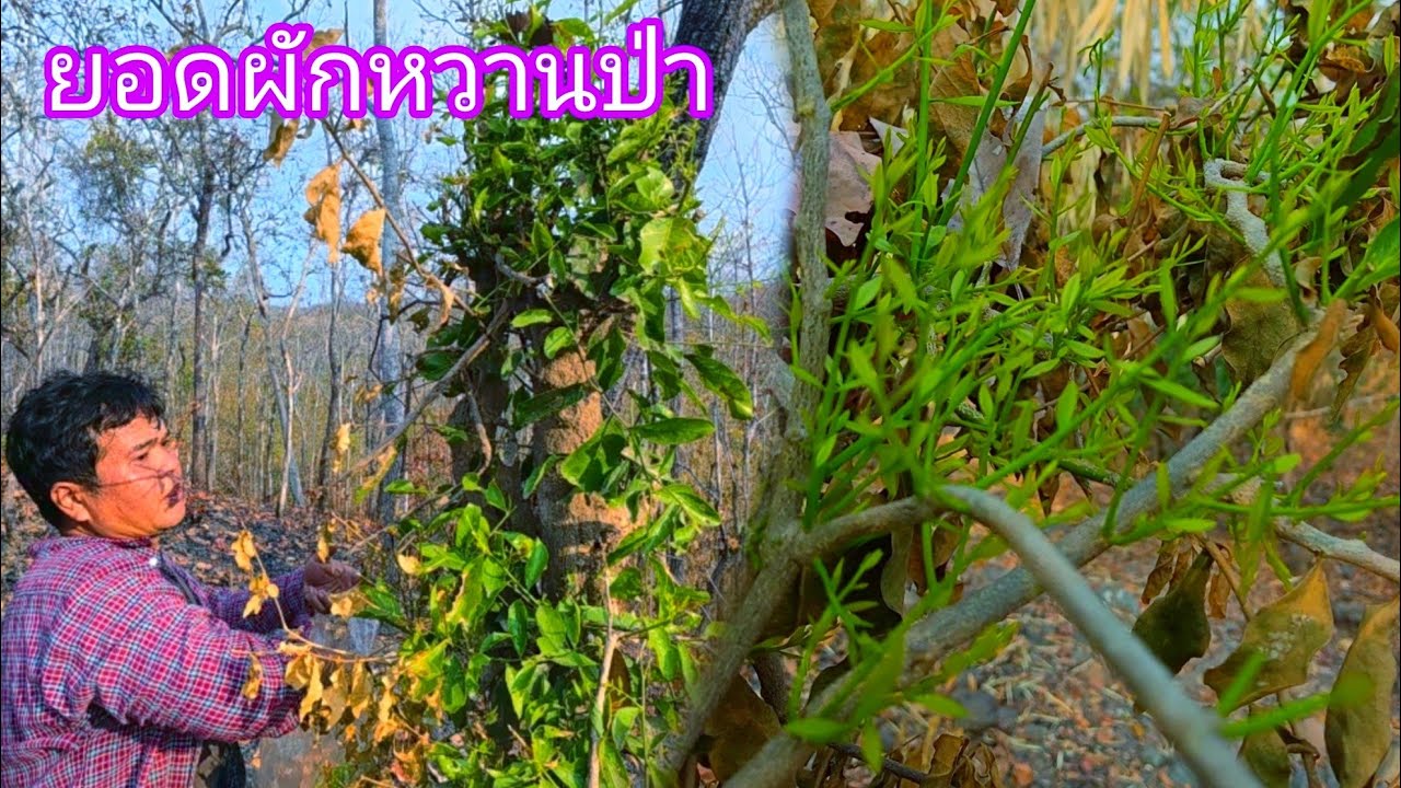 ขึ้นเขาหาผักหวานป่าเจออ่อนๆเลย