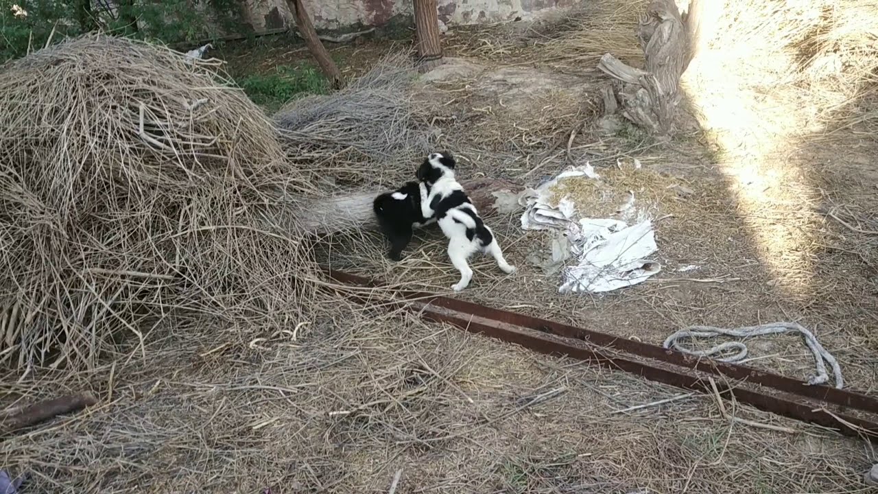 Little Dog fight 🐶🐶🐶🐕🐕🐕  |2019