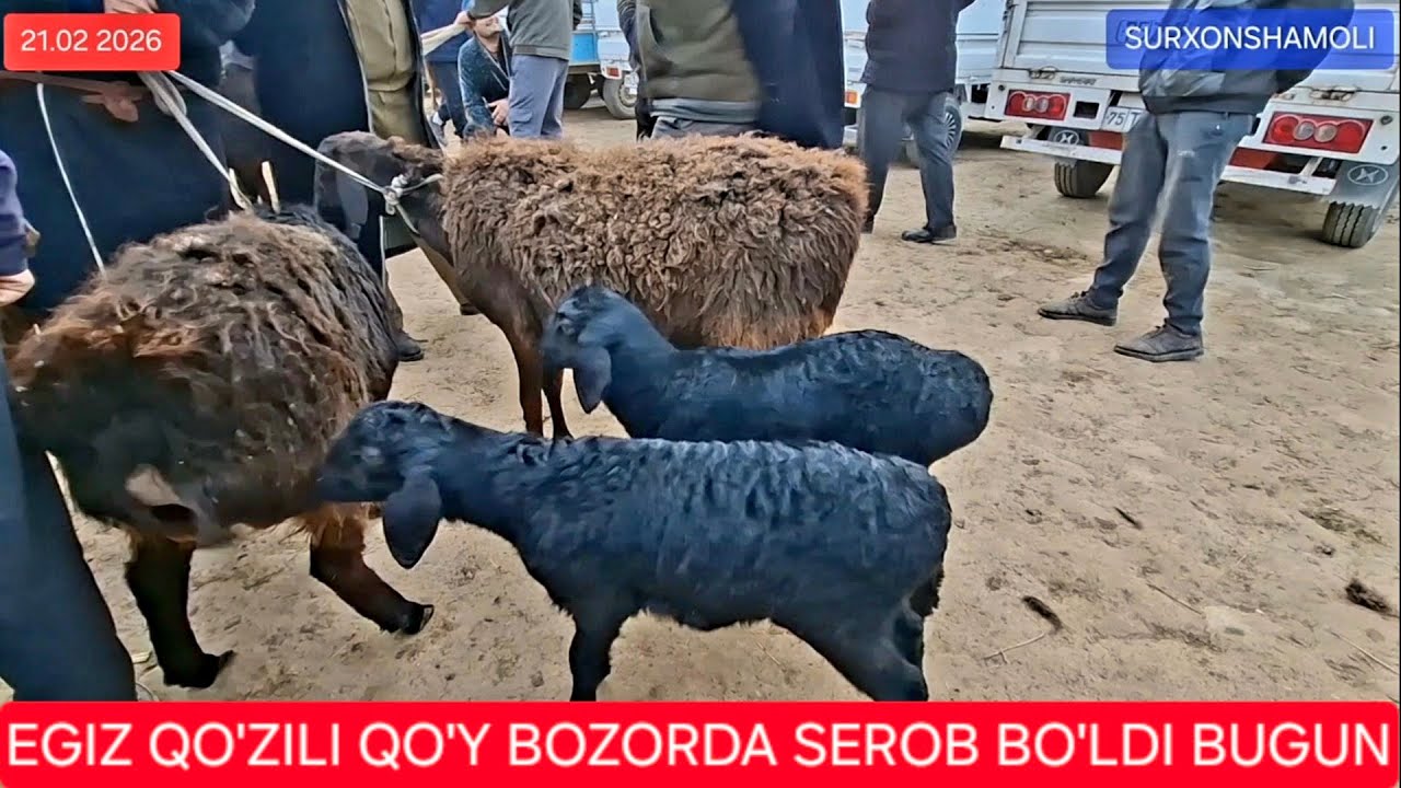 21.02.2026 BANDIXON SHANBA ILICH QO'Y BOZORI 