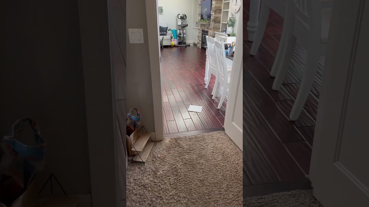 Cat plays fetch with hair tie🤣🐈&zwj;⬛ #funnycatvideos #catplayingfetch #catvideos