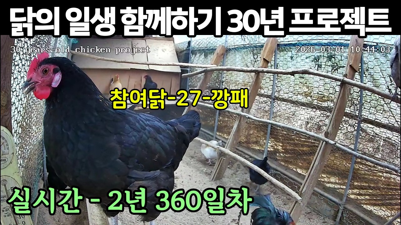 실시간) 2년 360일차, 닭의 일생 함께하기 30년 프로젝트