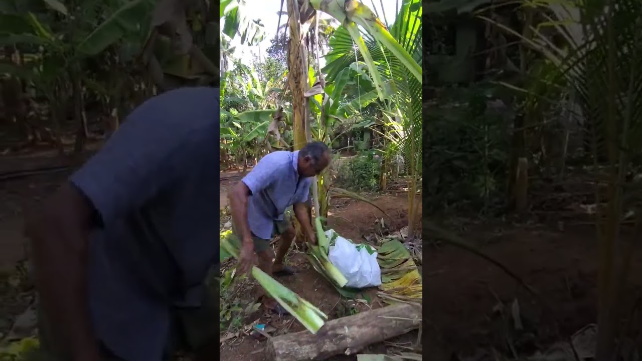 #harvesting #banana #farming #farmingfamily 👍