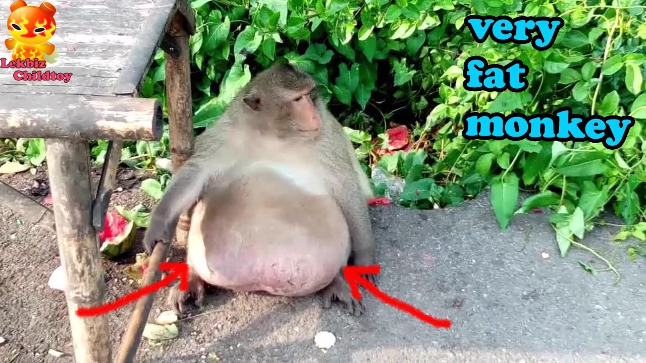 OH Oh Find difficult!!! Very fat monkey