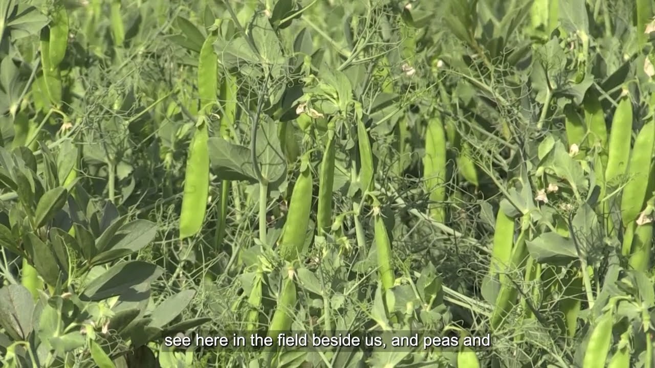 Crops and Cover Crop Cultivations Open Day -  Richard Lynch