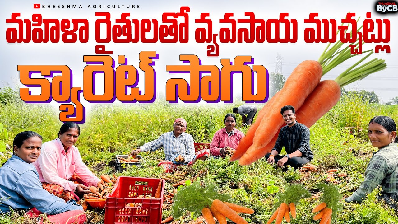 మహిళా రైతులతో వ్యవసాయ ముచ్చట్లు | క్యారెట్ సాగు | మహిళా రైతుల కష్టాలు | Bheeshma agriculture