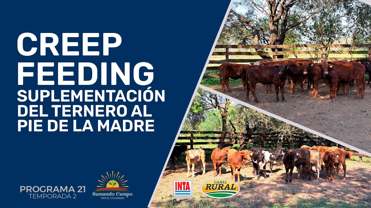 Creep Feeding | Suplementación del ternero al pie de la madre