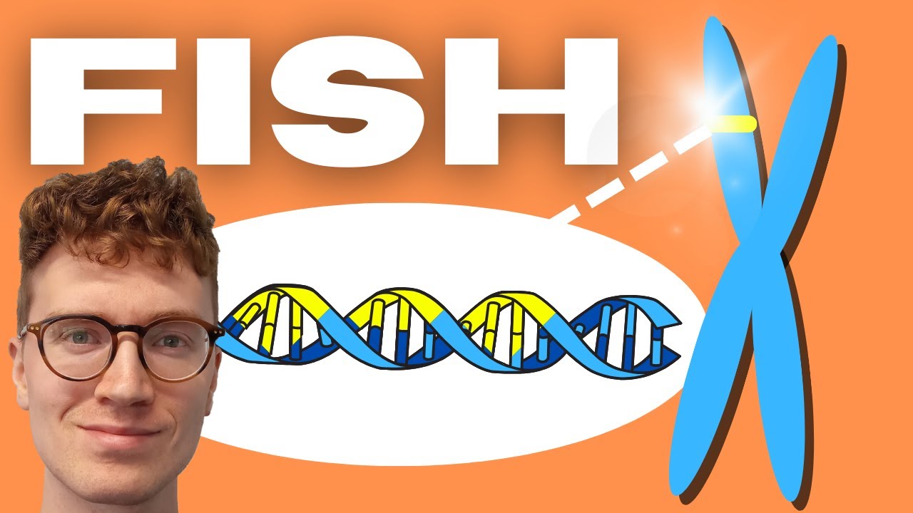 Fluorescent In Situ Hybridization (FISH) EXPLAINED