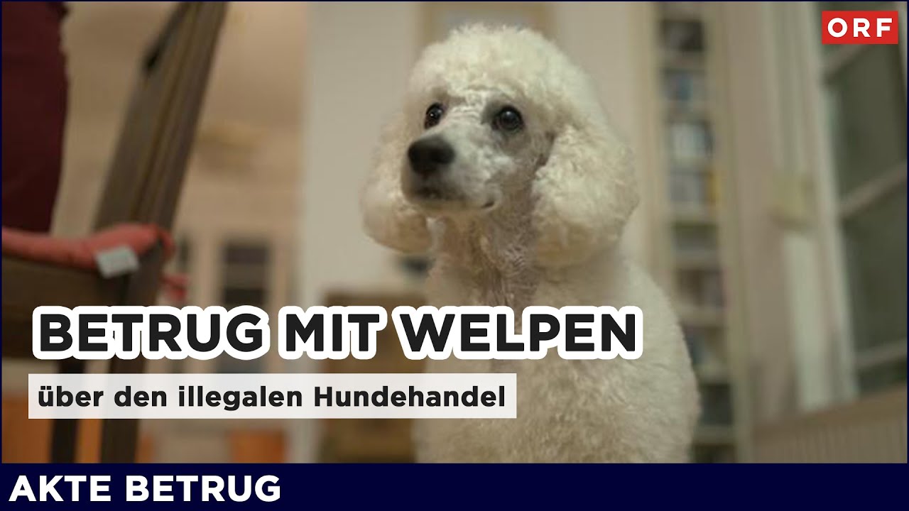 Betrug mit Welpen - &uuml;ber den illegalen Hundehandel | Akte Betrug 10.12.2025