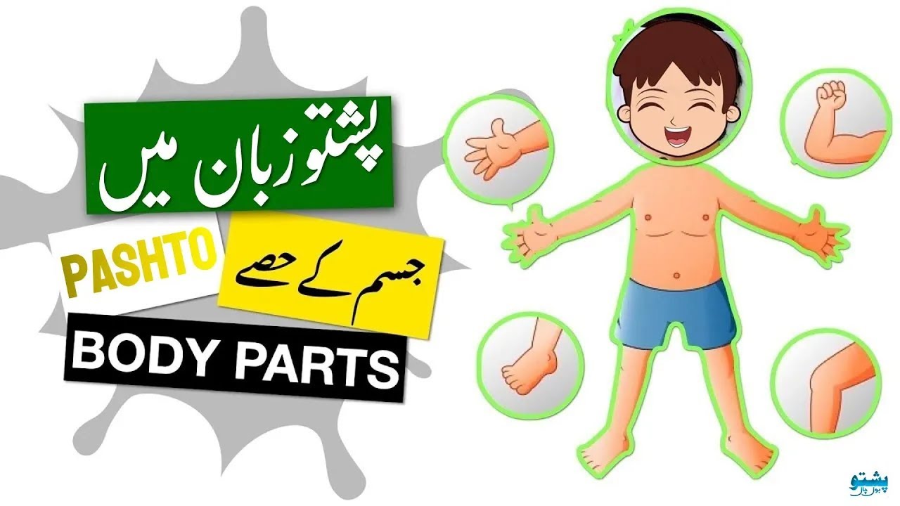 Parts of body in Pashto |Body parts in Pashto |Pashto parts of body |Pashto me jism ke hisso ke naam