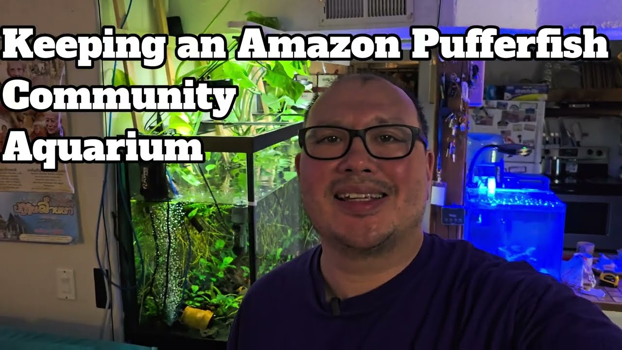 Keeping an Amazon Puffer Fish Community Aquarium