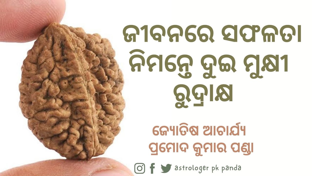 ଜୀବନରେ ସଫଳତା ନିମନ୍ତେ ଦୁଇ ମୁକ୍ଷୀ ରୁଦ୍ରାକ୍ଷ | 2 mukhi rudraksha |