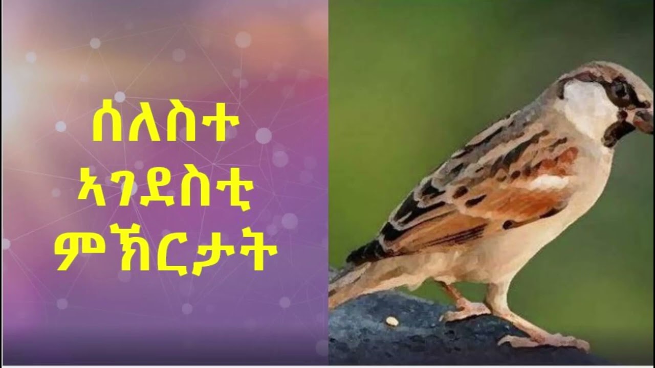 ሰለስተ ኣገደስቲ ምኽርታት
