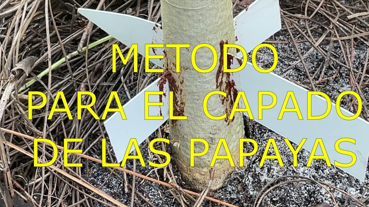 METODO PARA EL CAPADO DE LAS PLANTAS DE PAPAYA.
