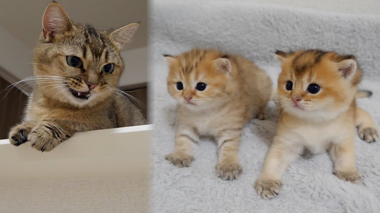 Kittens are scolded by their mother cat for going AWOL