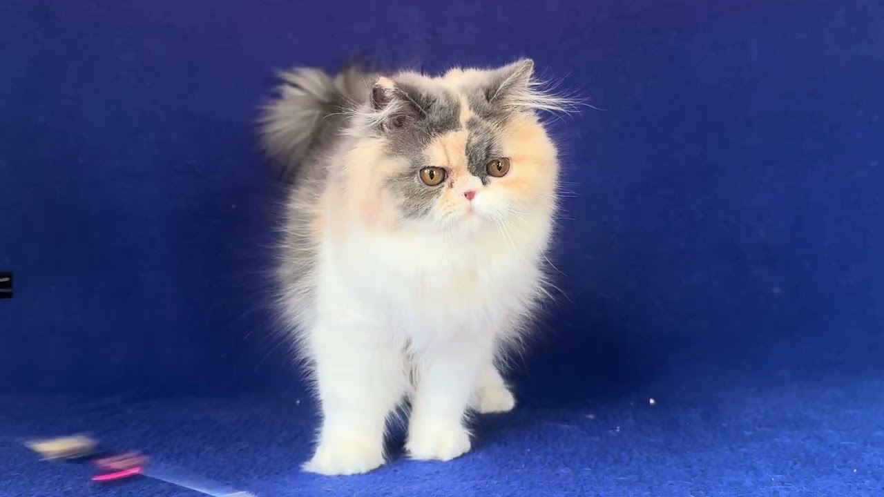 Persian Dilute Calico Female Kitten kitten  of Majestymeow Cattery !
