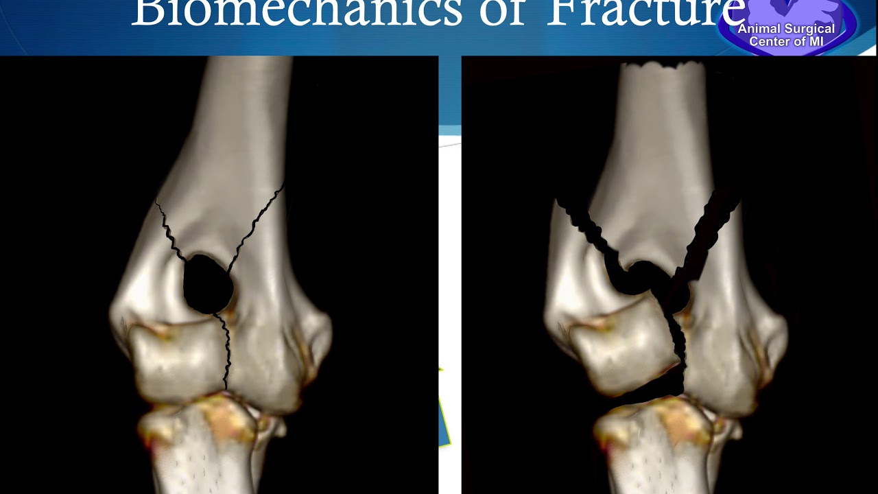 Elbow fractures in dogs