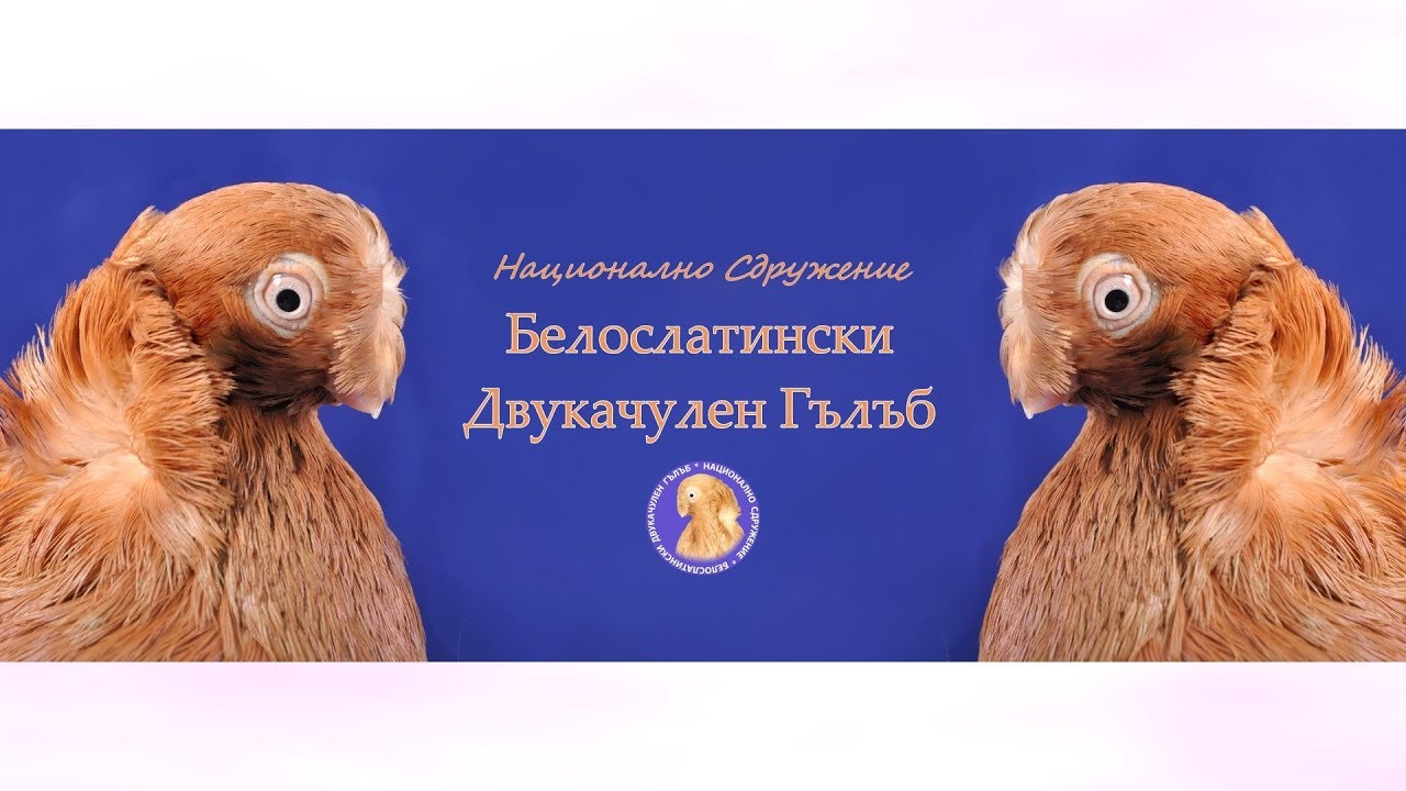 Белослатински Двукачулен Гълъб - Beloslatin Double Crested Tumbler - 10