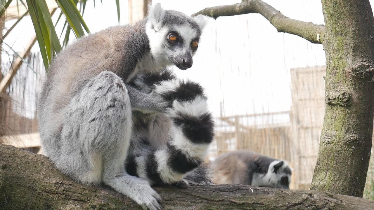 Paul & Lynsey's Zoo Tour #68 WILD Zoological Park