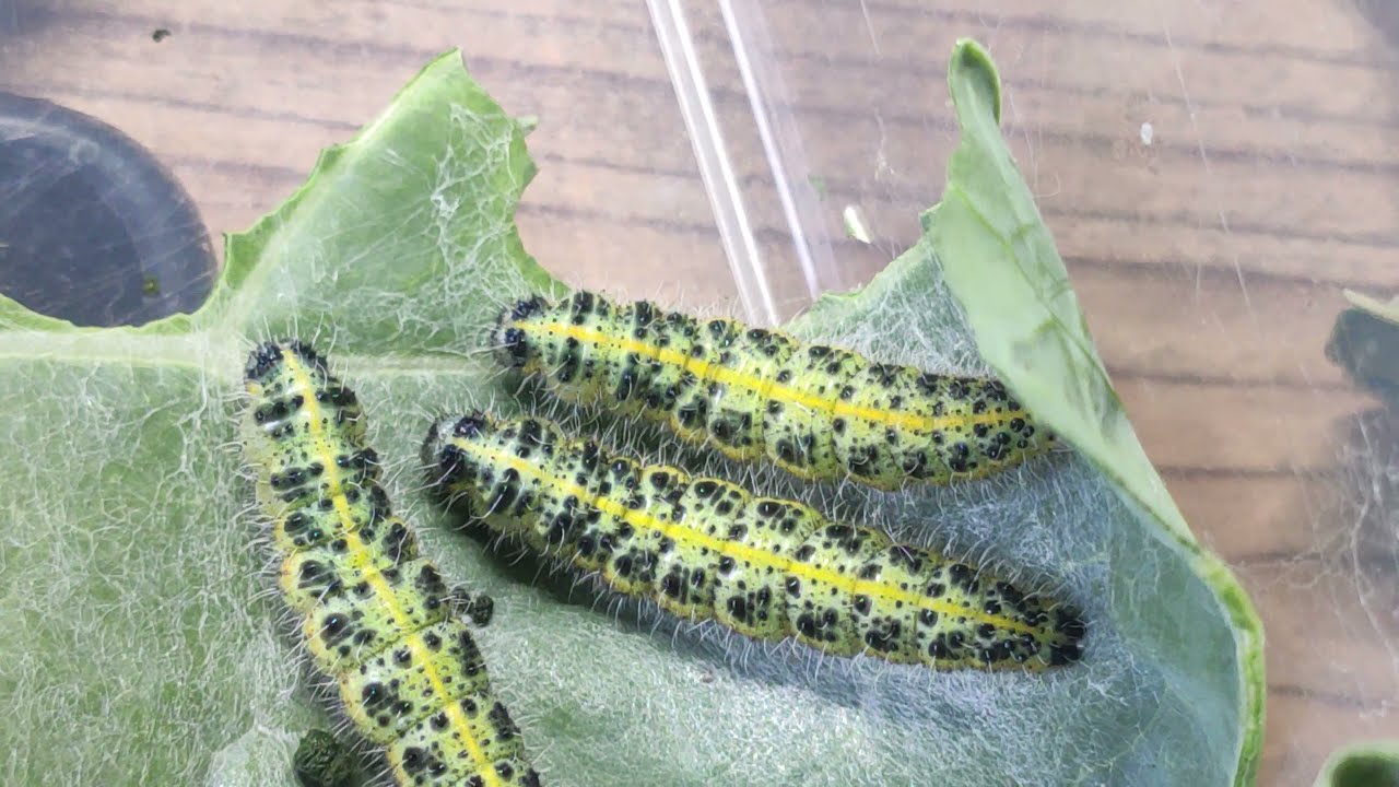 Aus Ei wird Schmetterling 