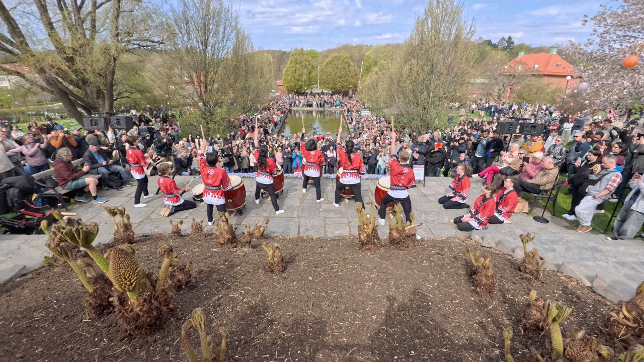 Hanami 2025 in Gothenburg