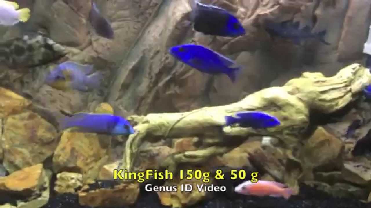 Best African Cichlid Genus/Species Identification Video I've seen