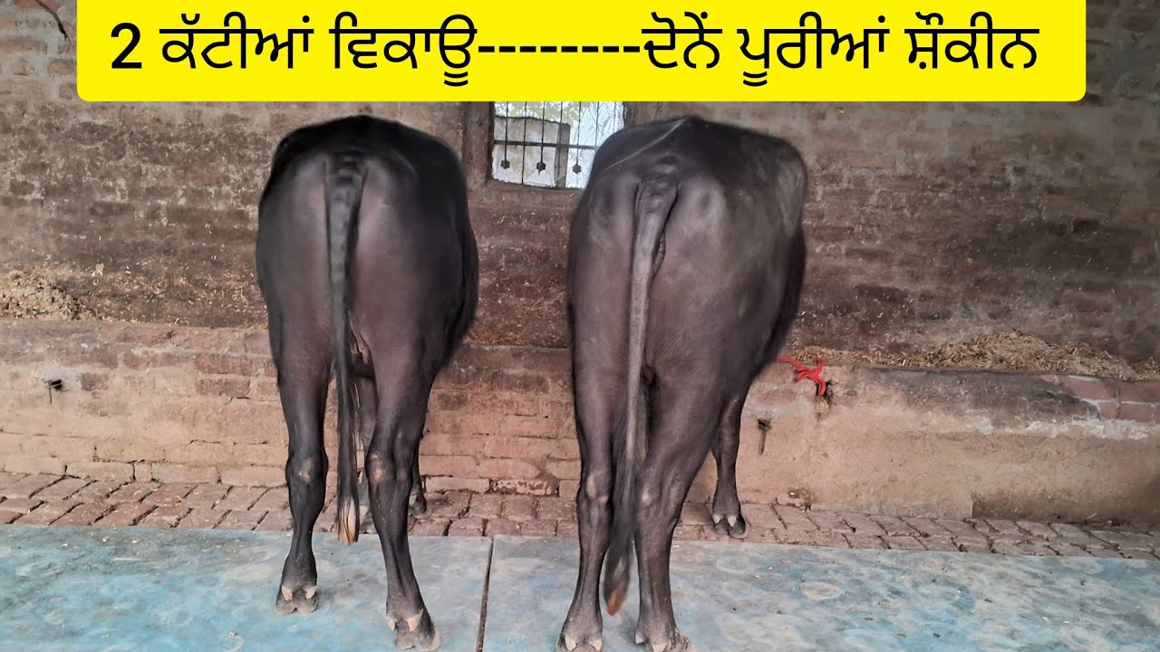 ਬਹੁਤ ਹੀ ਖੂਬਸੂਰਤ-----2 ਕੱਟੀਆਂ ਵਿਕਾਊ   62803-87824   (12-11-2025)  #murah #heifers #sale #video 