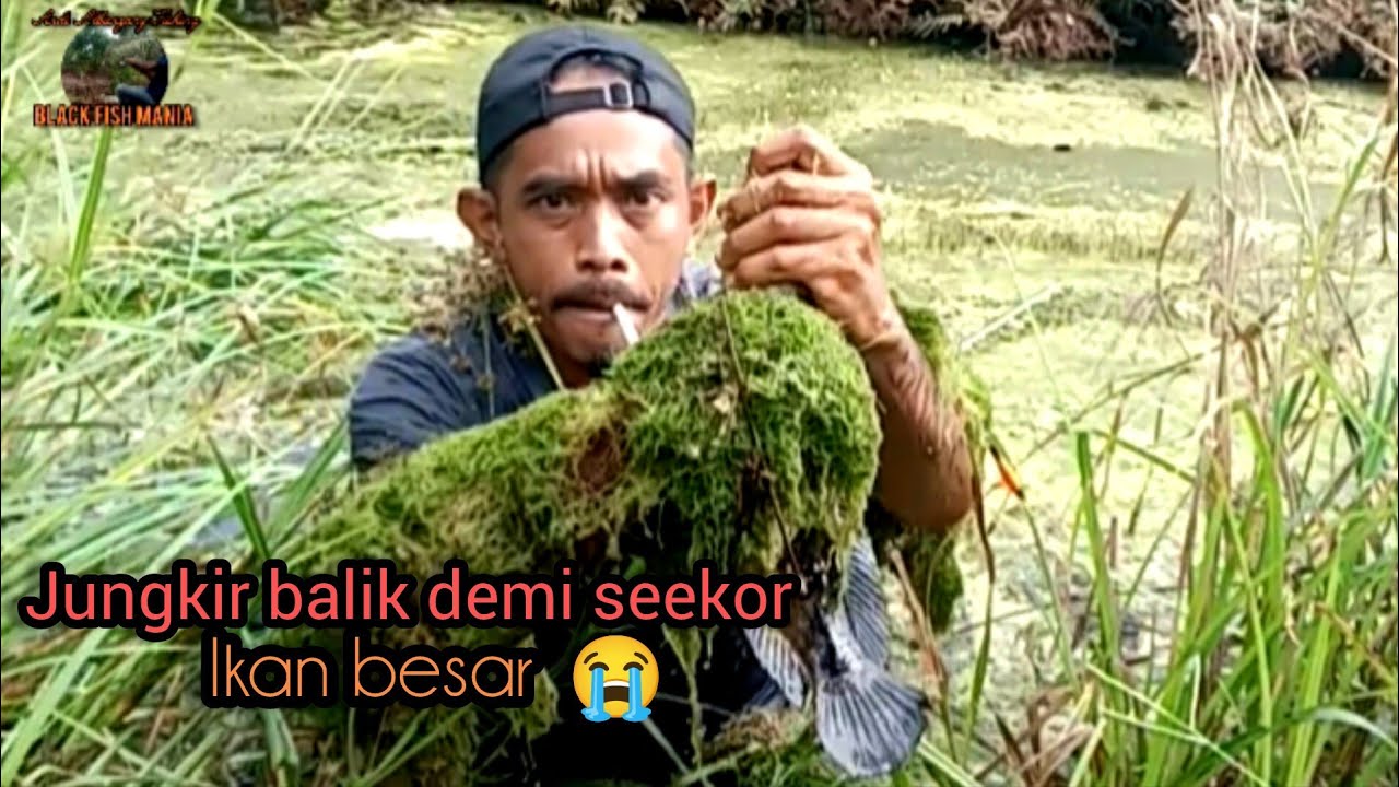 Akhir cerita manusia vs ikan besar||mancing kihung