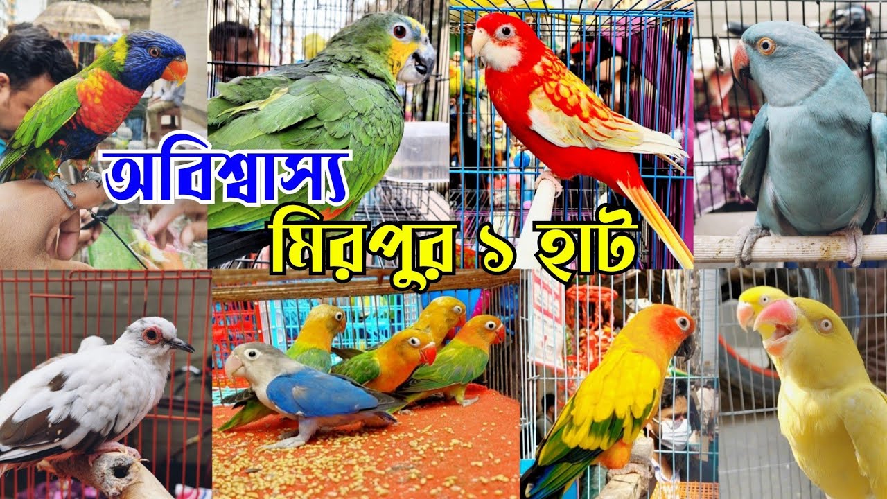 রোজার শুরুতেই টিয়া,ককাটেল,ফিঞ্চ পাখির হাটে || মিরপুর ১ পাখির হাট || Mirpur 1 pakhir hat 