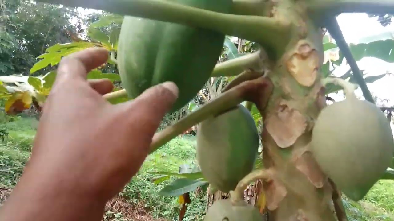 ganito ang gagawin para magkaroon ng bunga ang papaya 