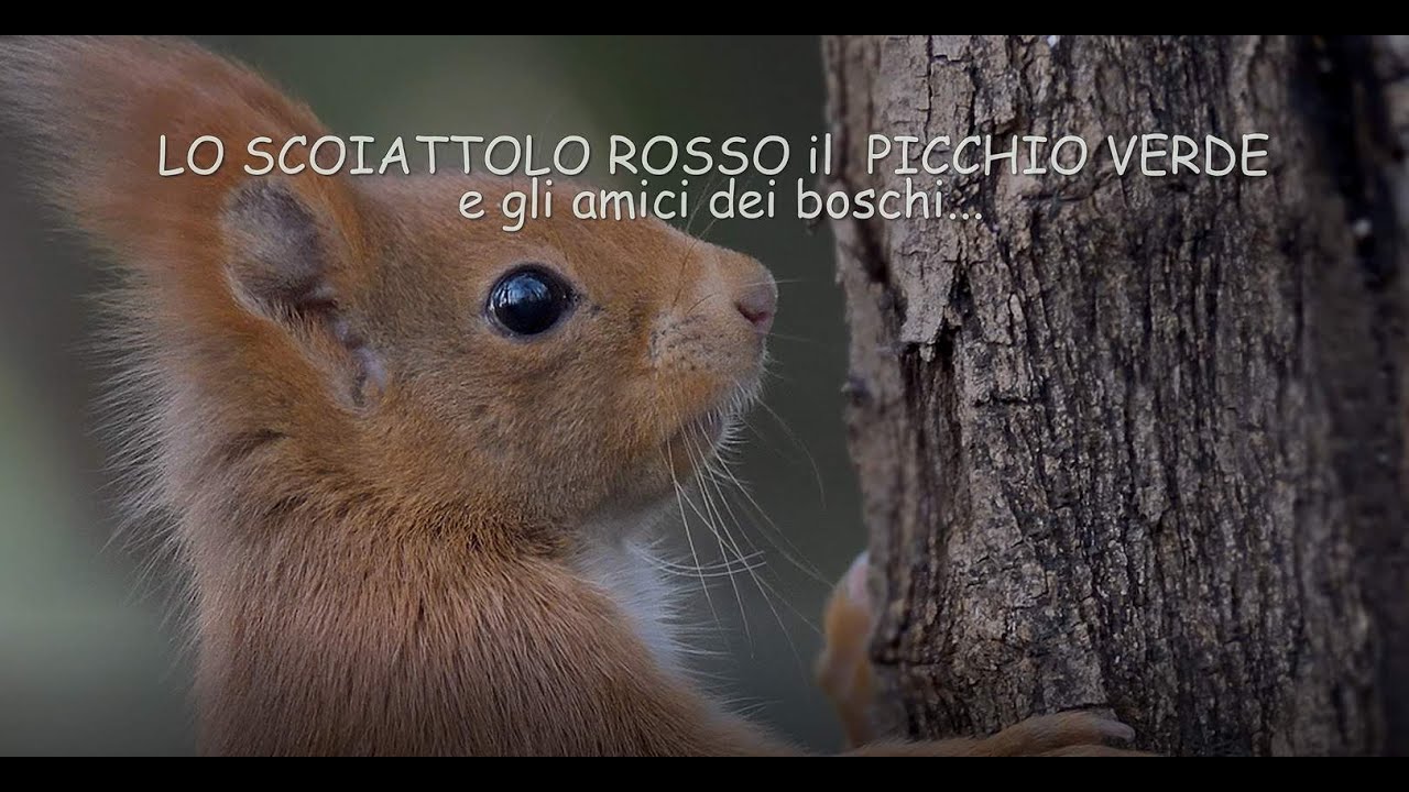 Lo scoiattolo rosso, il picchio verde e gli amici dei boschi...