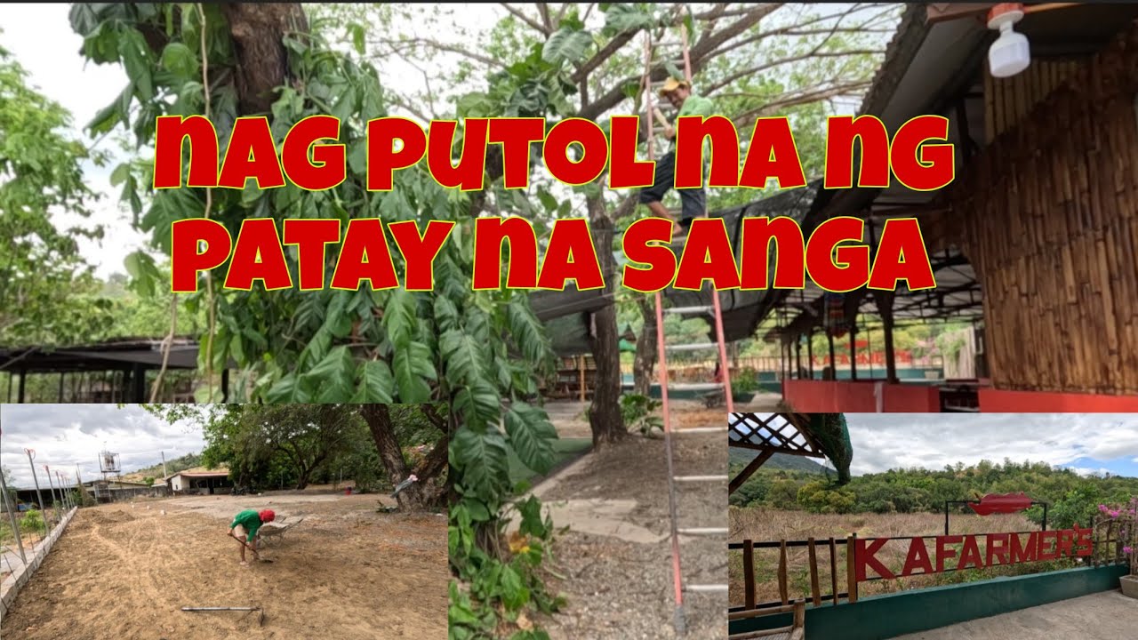 Ok na ang mga dead branches | Ok na rin ang Kafarmer's sign | Ready na ulit ang parking
