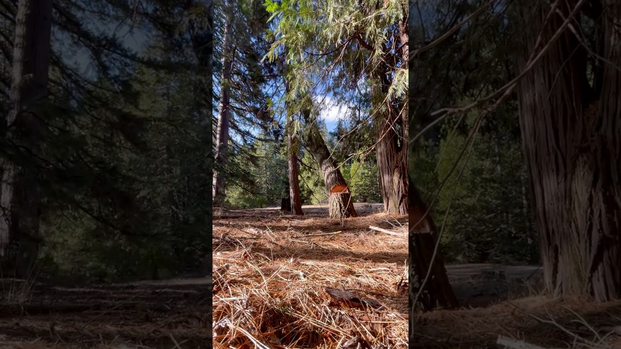 Felling this 100+ dead pine tree near Mount Shasta How did I do? 
