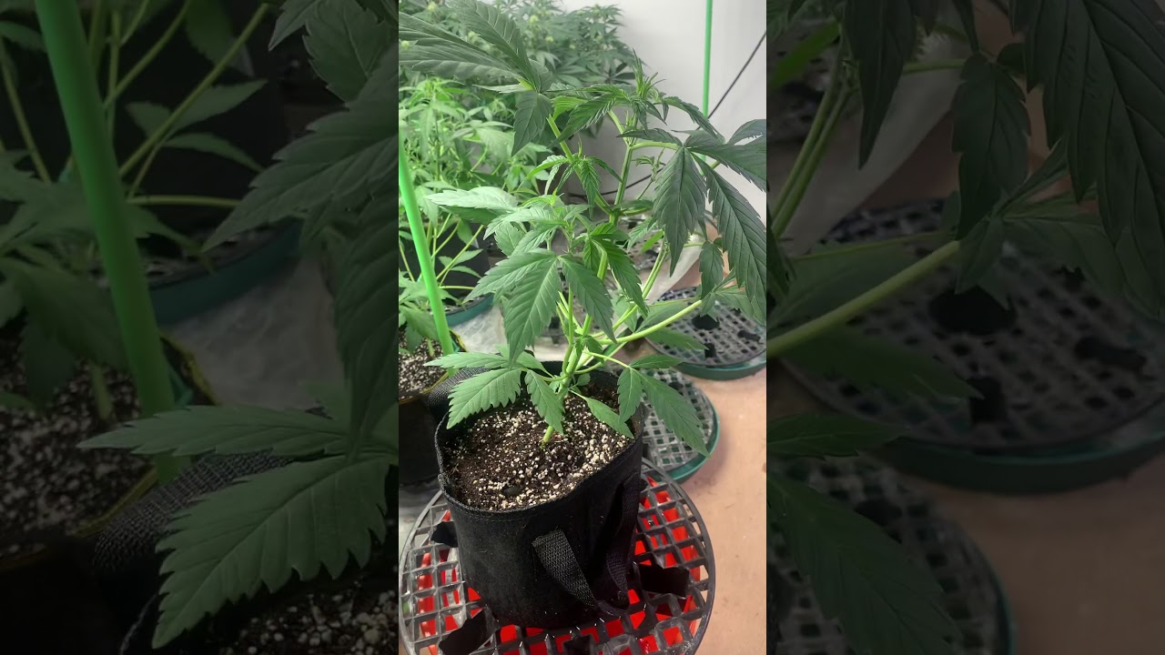 Topping an Autoflower how to