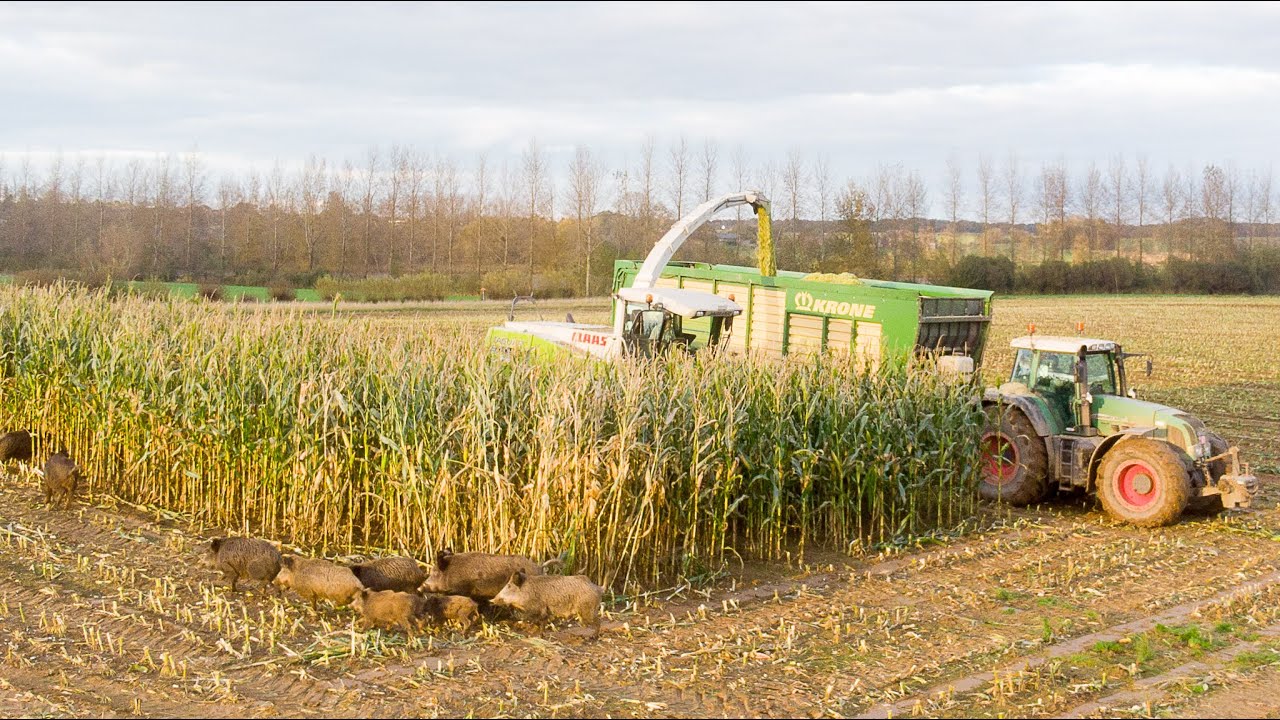 Des Sangliers s'invitent à l'Ensilage de Maïs