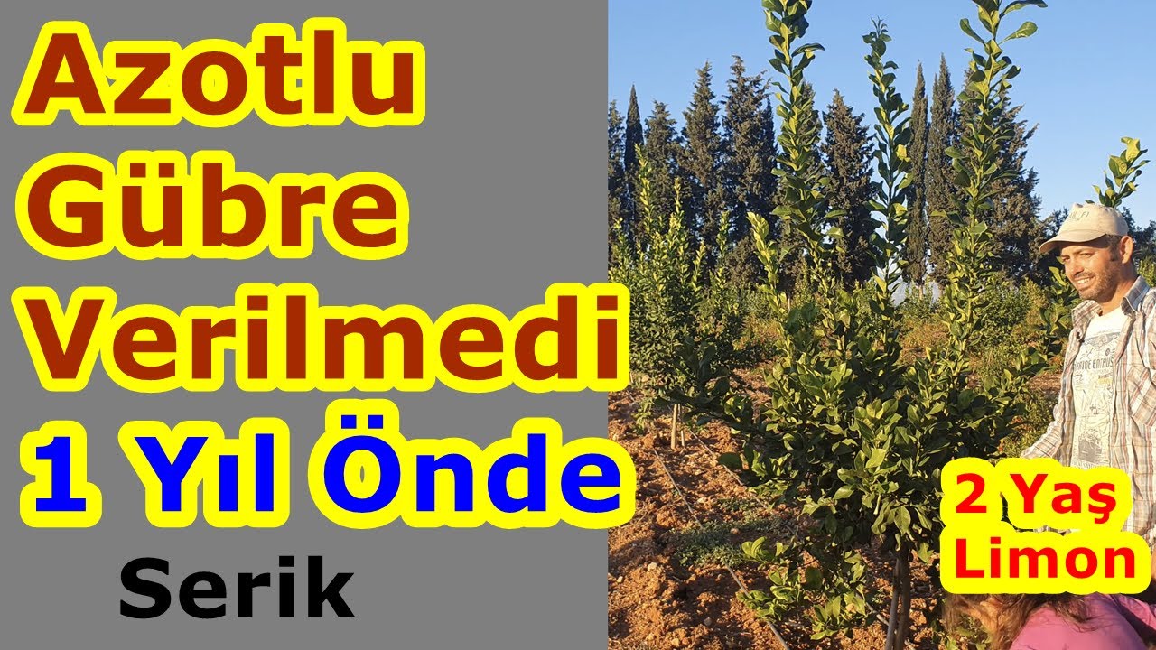 Azotlu Gübre Kullanmadan Hızlı Fidan Boylandırma Uzun Sürgün Elde Etmek - Limon Fidanı Gübreleme
