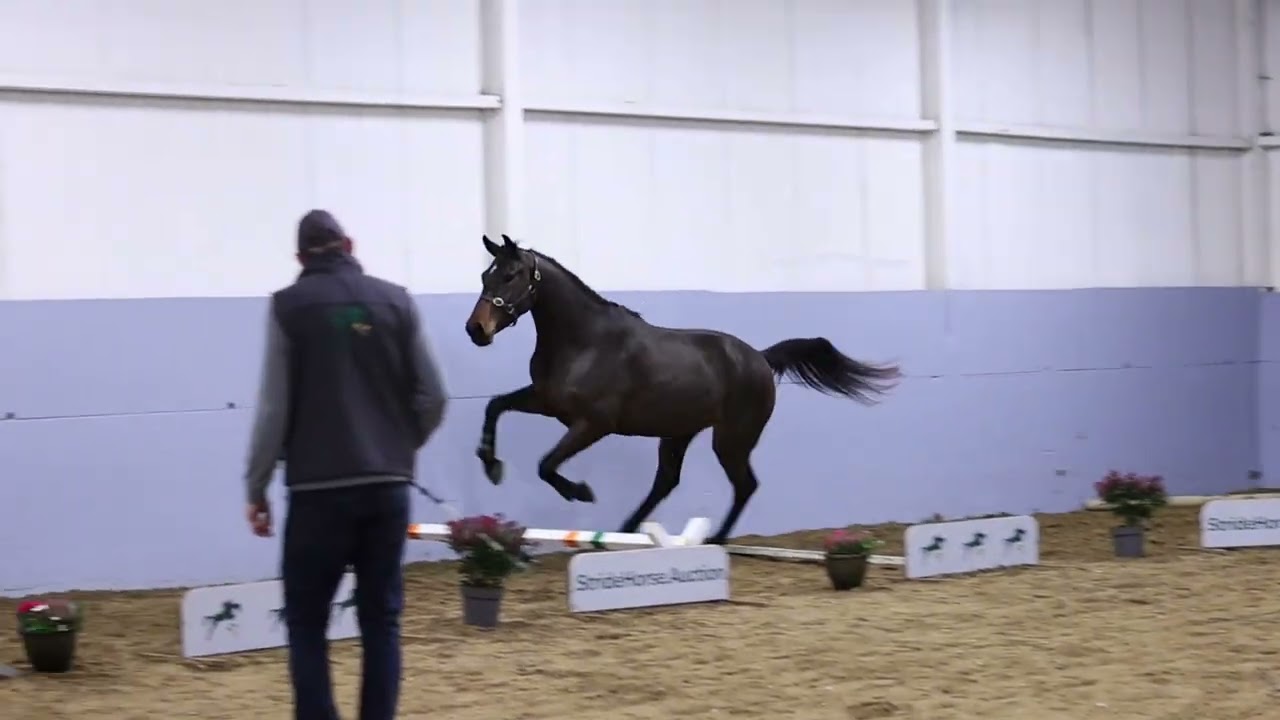 SVS Enchanted - Pegase Van't Ruytershof X Kigali 3yo