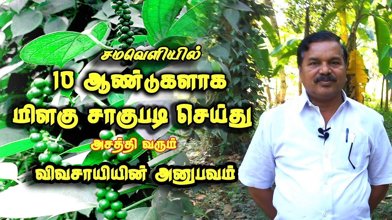 சமவெளியில் 10 ஆண்டுகளாக மிளகு சாகுபடி செய்து அசத்தி வரும் விவசாயியின் அனுபவம்|| Er Kalappai
