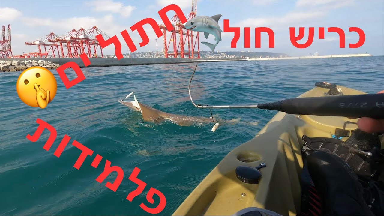 דייג בים כריש חול גדול שיצא מלחמה  מטורפת פלמידות יפות וחתול ים מתחיל להזכיר את חול חובה צפייה 28/8