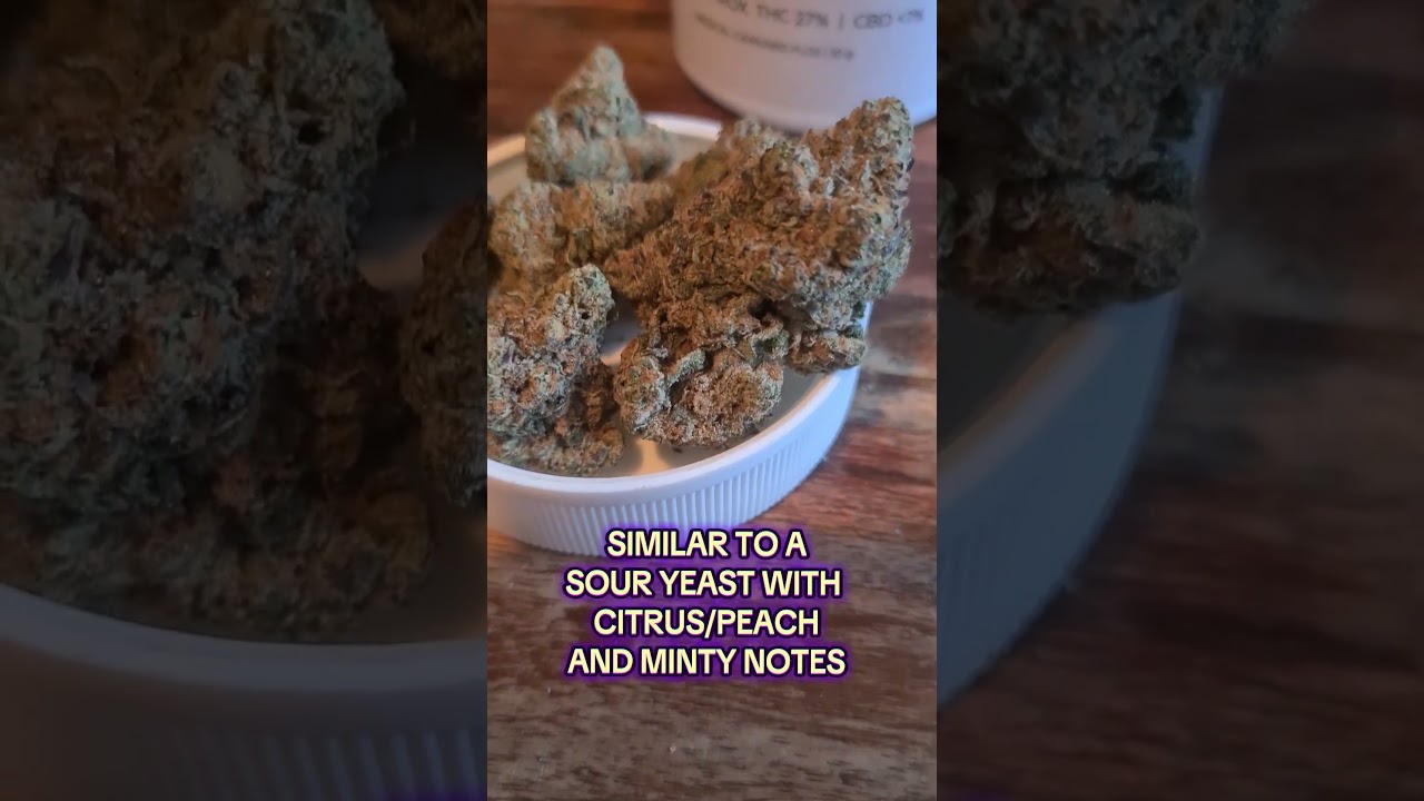 Georgia Pie - Craft Botanics T27 GGP, Medical Cannabis Strains UK #Alternaleaf #Montu