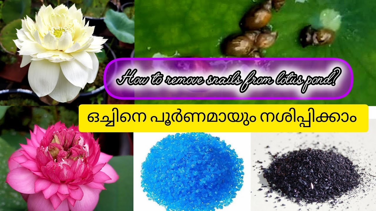 താമരയുടെ പോട്ടിൽ നിന്നും ഒച്ചിനെ പൂർണമായും നശിപ്പിക്കാം #lotuscare #trending #viral