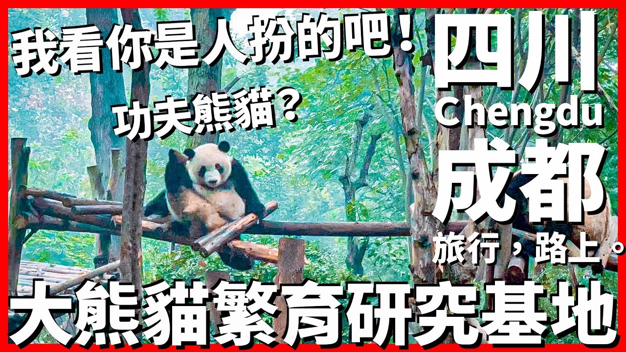 【成都Ep35】功夫熊貓？我看你是人扮的吧😆 驚險刺激的熊貓床位爭奪戰！四川熊貓基地~手把手帶你看熊貓滾滾🐼｜Chengdu｜旅行，路上。