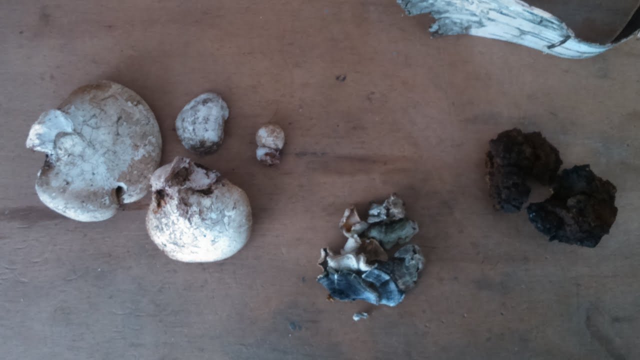 Funghi medicinali e funghi esca: ricerca e raccolta. Ambienti boschivi e insetti.