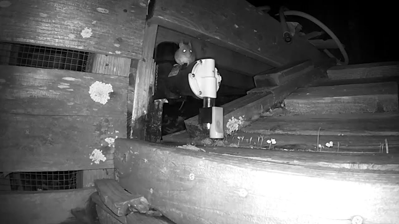 Speedy Mouse vs. the A24 Rat Trap - Can You Get a Mouse with the A24?