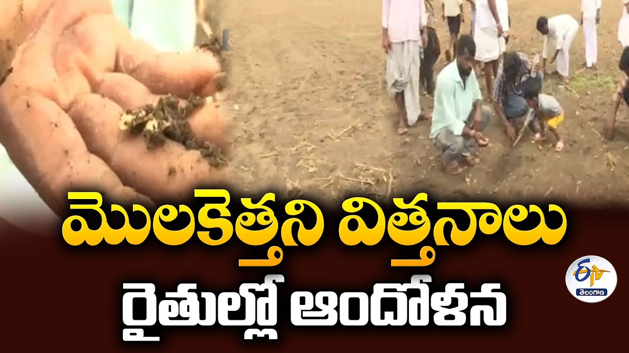మొలకెత్తని సోయా విత్తనాలు.. రైతుల్లో ఆందోళన