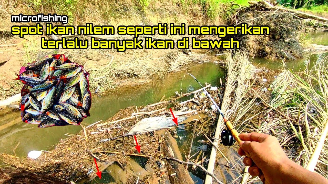 RIBUAN IKAN NILEM DI BAWAH TUMPUKAN RANTING MENUNGGU UMPAN KU!! Mancing Microfishing