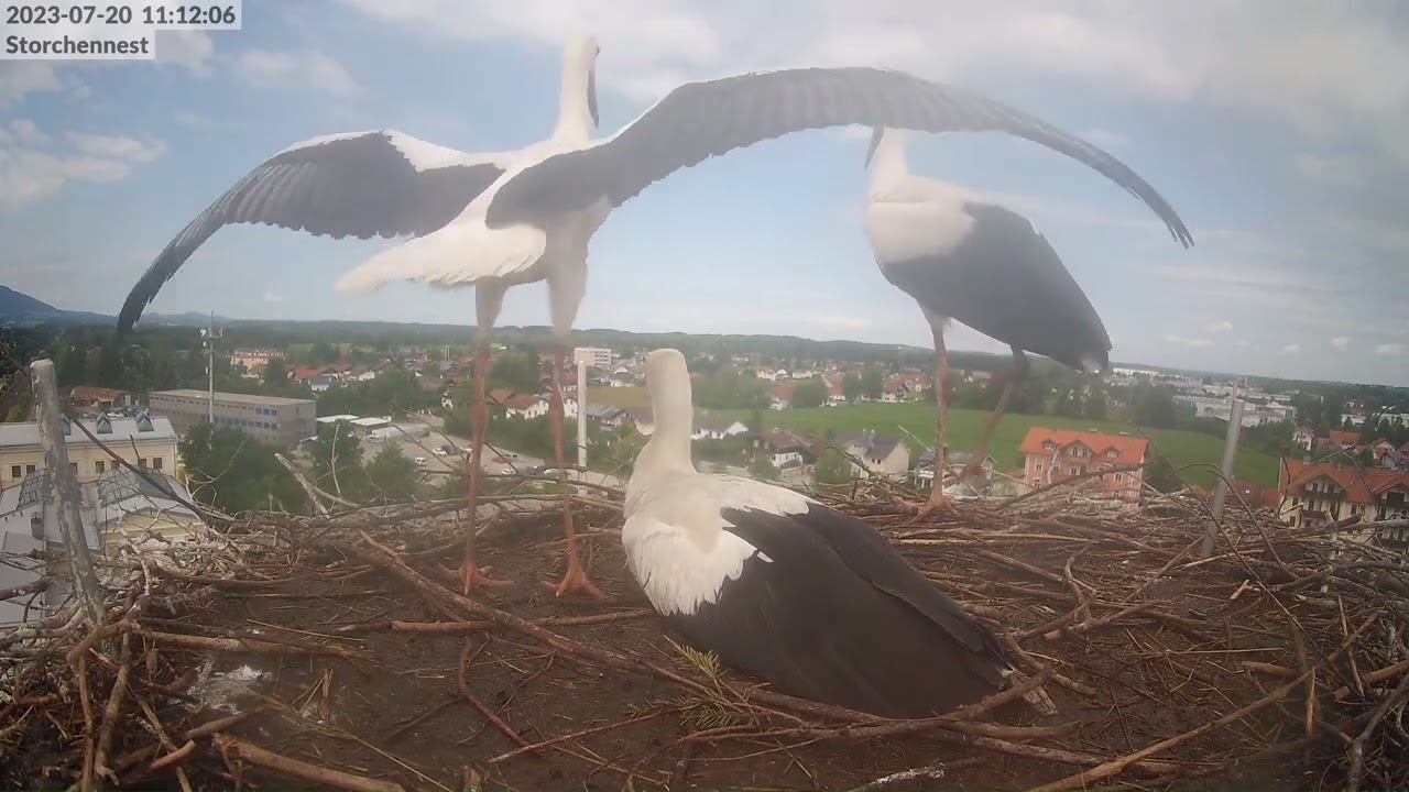Storchennest Freilassing 20.07.23 - Jungstorch wagt den Erstflug - Tadellos!