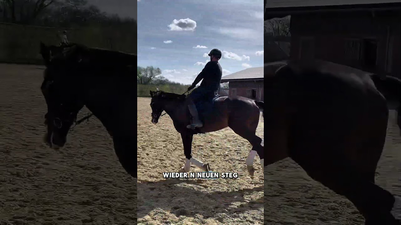 Community Reitstunde - Z&uuml;gelmass, Riegeln, Paraden, Reiten lernen #pferdeliebe #horse