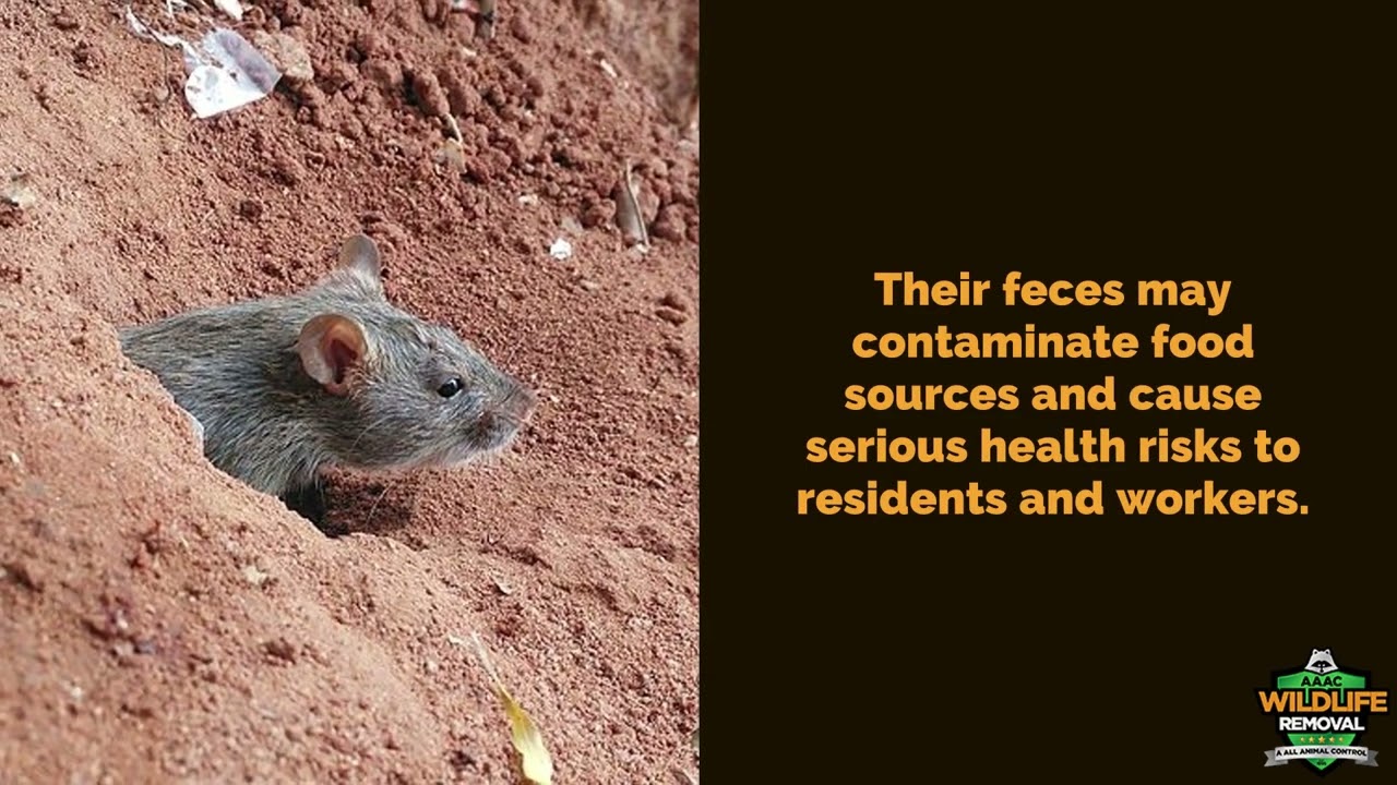 Mouse Exterminator Cincinnati - AAAC Wildlife Removal